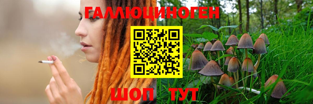 Тула  Псилоцибиновые грибы Cubensis  Вход с VPN 